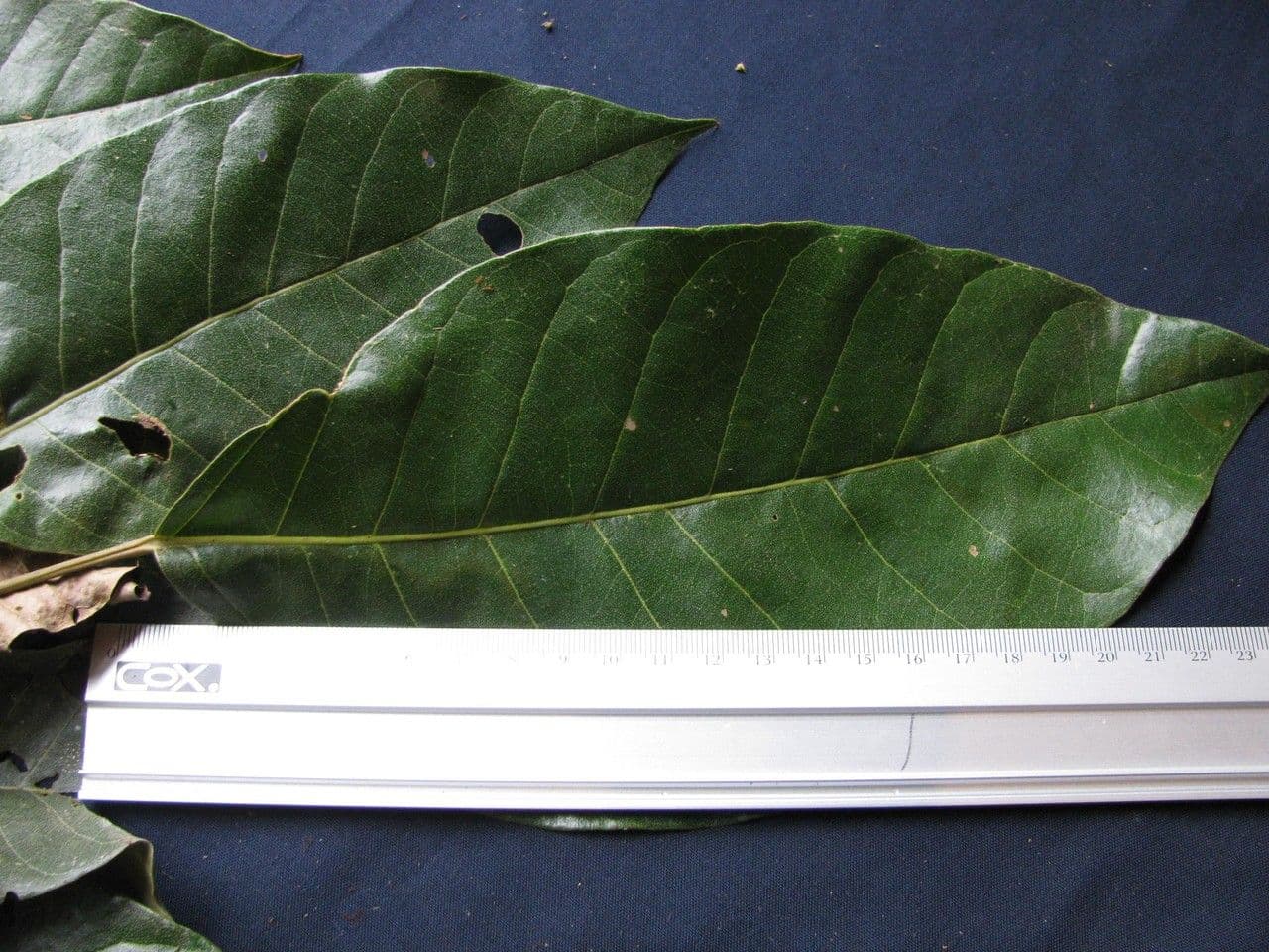 Hieronyma alchorneoides 5