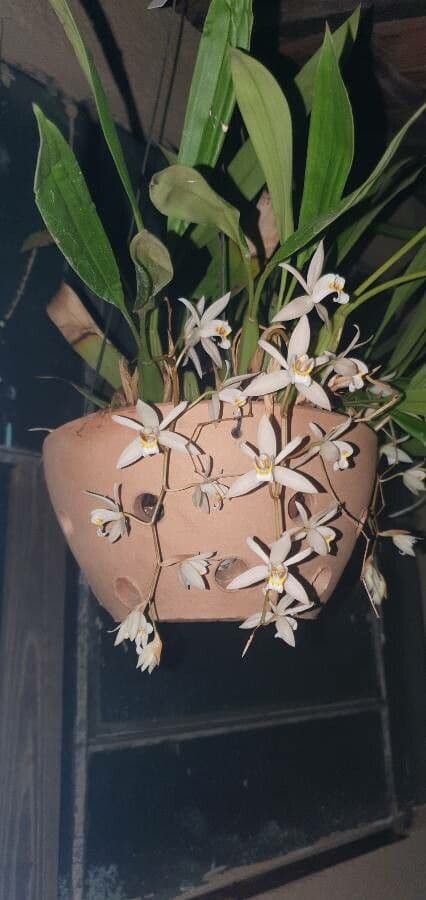 Coelogyne flaccida 4
