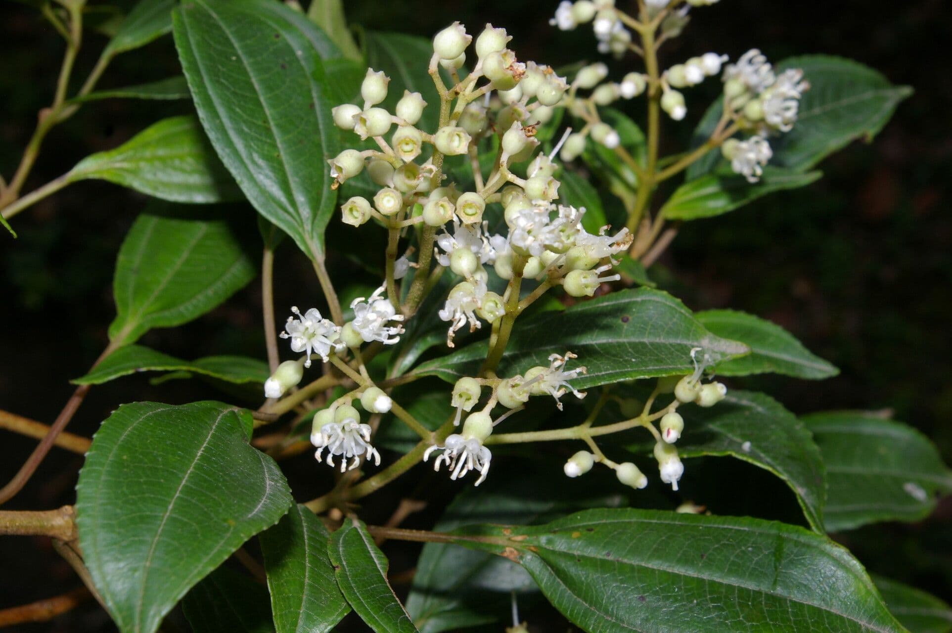 Miconia 6