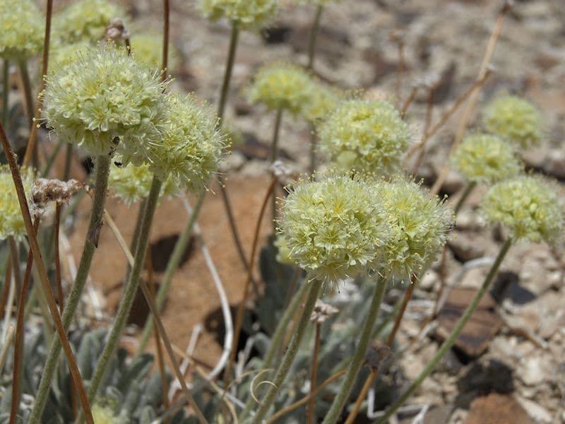 Eriogonum 6
