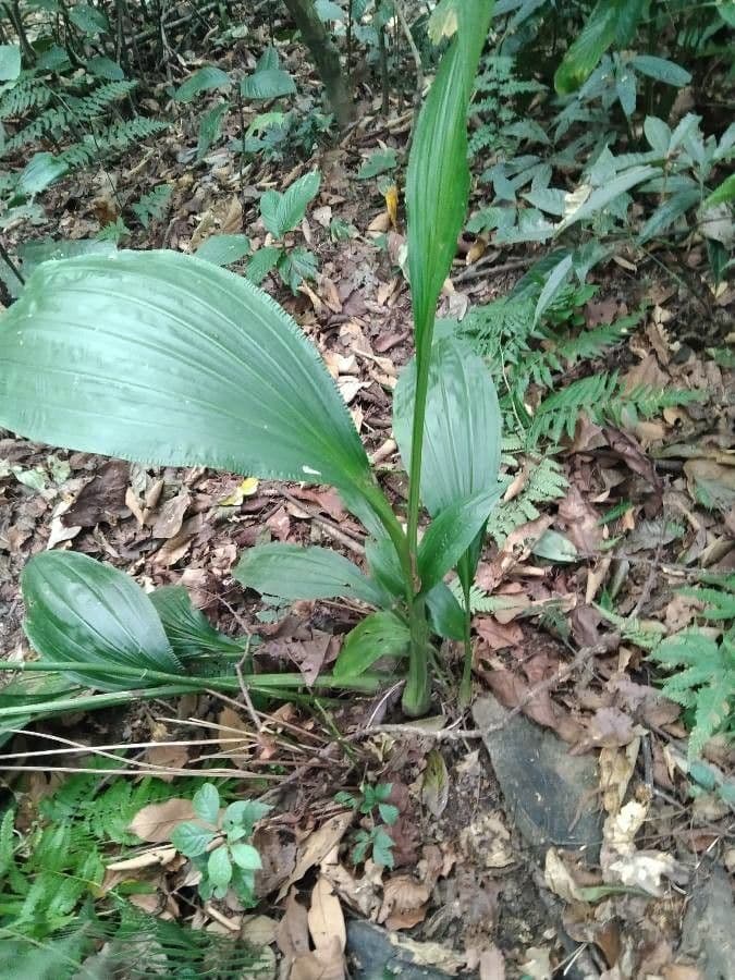 Calanthe 16