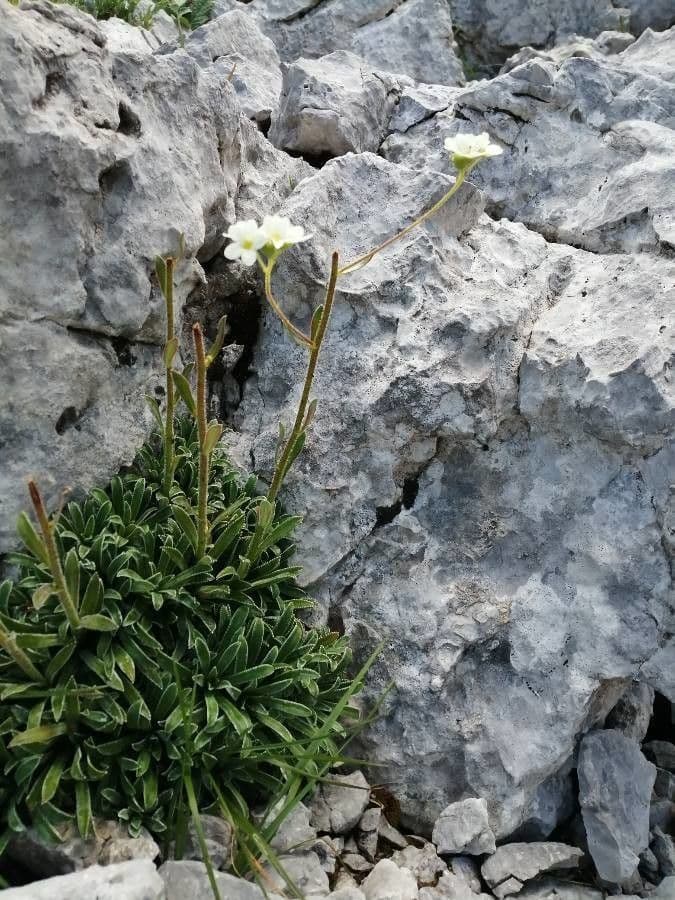 Saxifraga hostii 5
