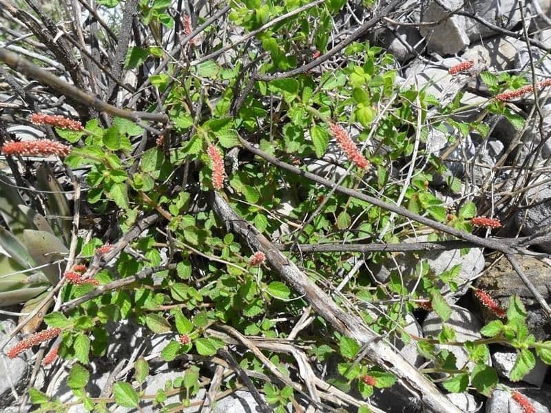 Acalypha monostachya 7