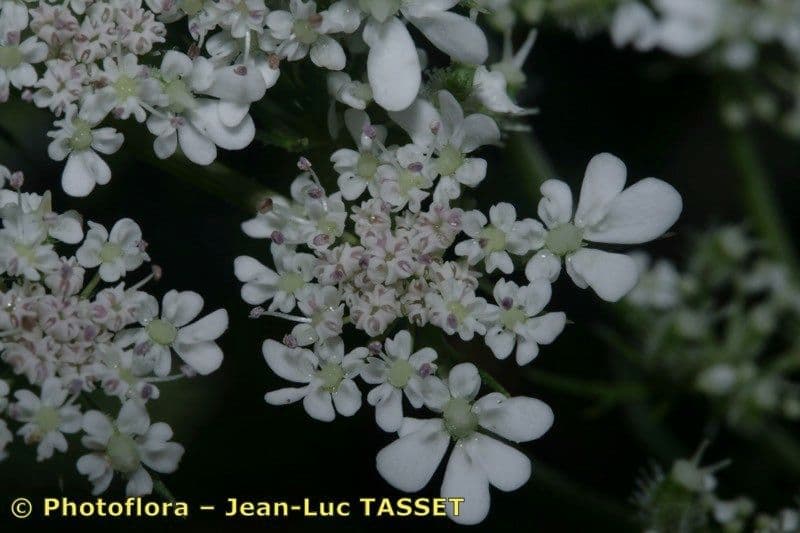 Carota selvatica irta 6