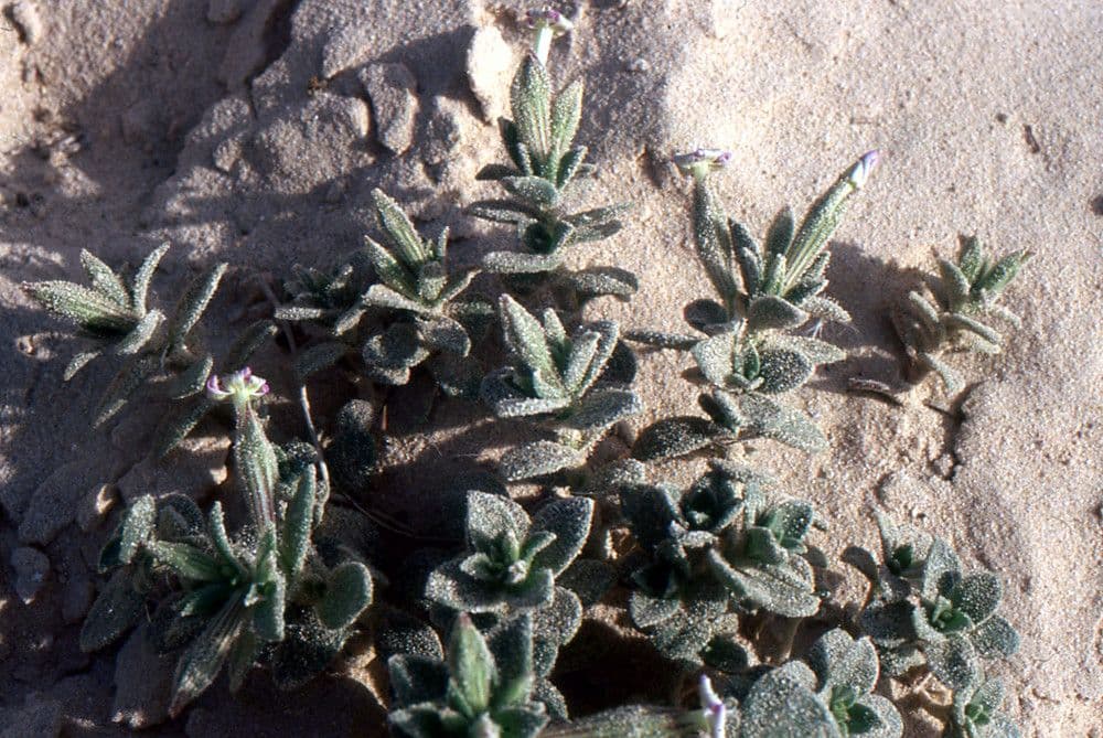 Silene 20