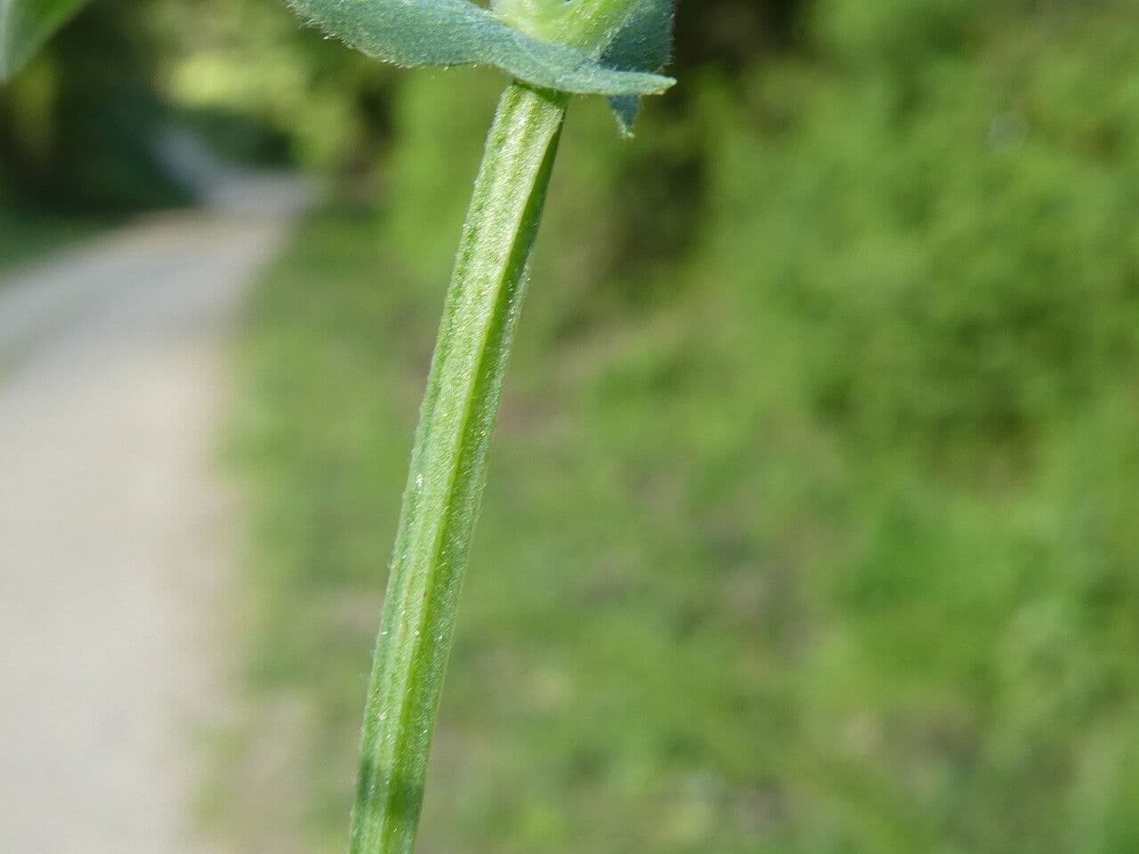 Wiesen-Platterbse 23
