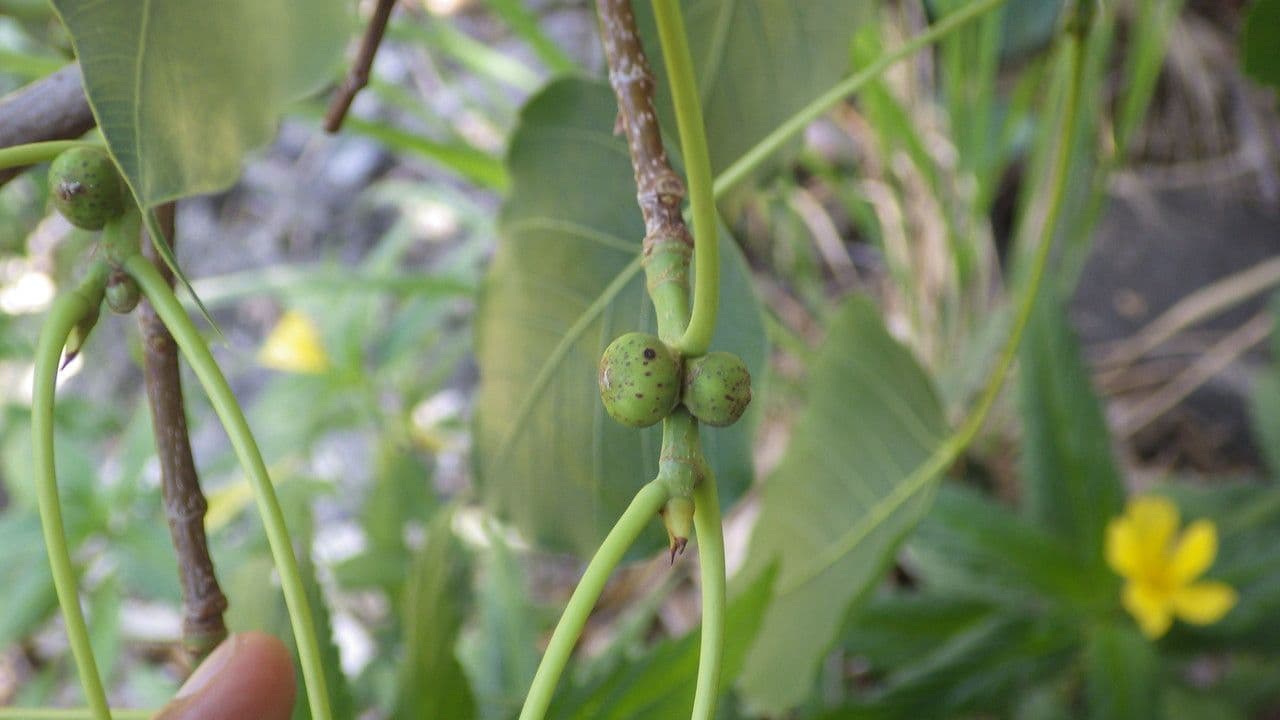 Cordia myxa 2