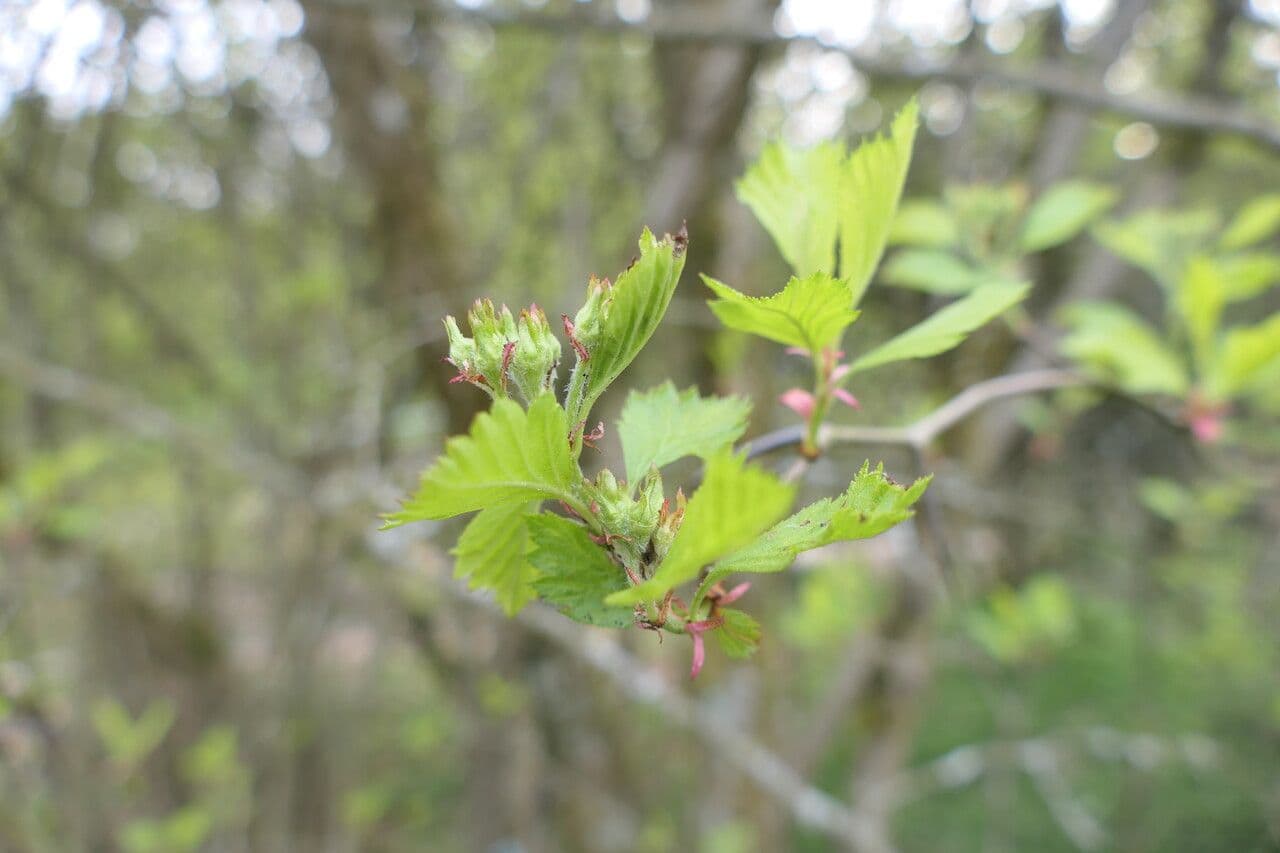 Aubépine de Colombie 3