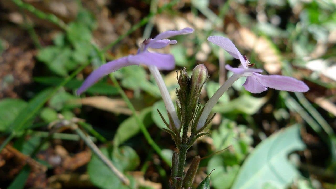 Pseuderanthemum 7