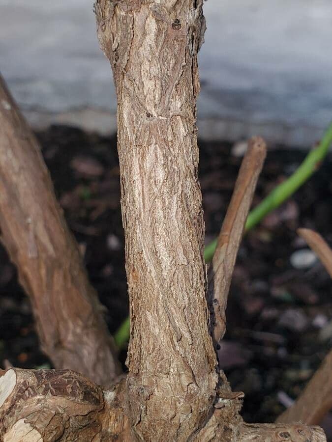 Pitosporum 23