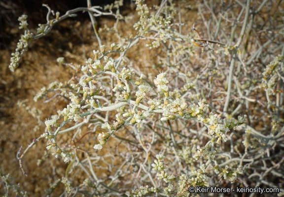 Yucca-Buckwheat 4