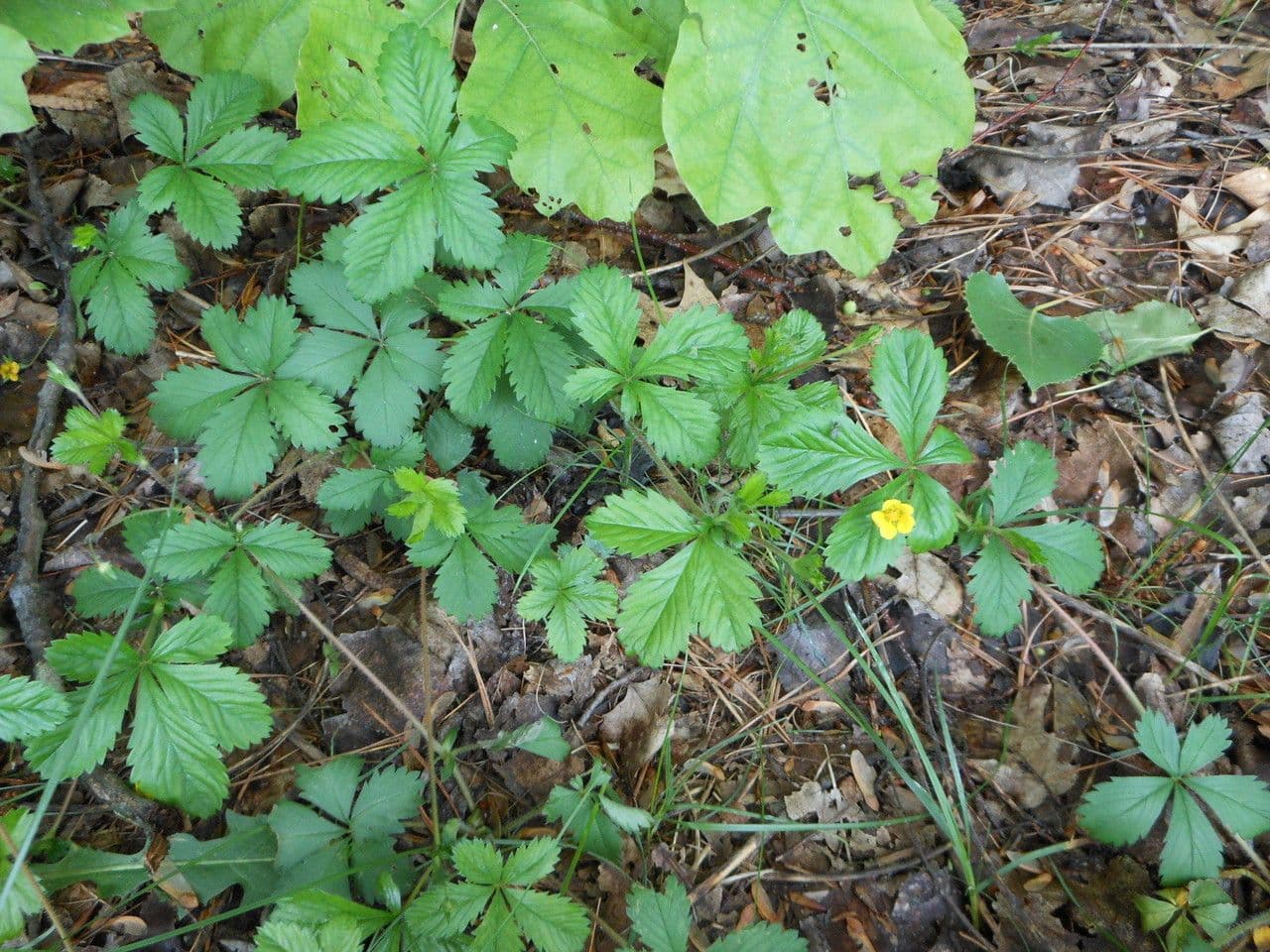 Potentilla simplex 9
