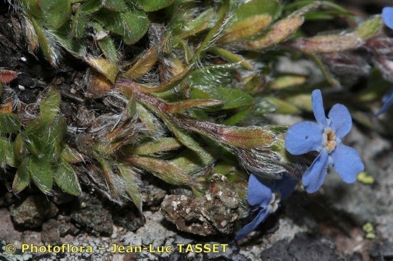 Eritrichium nanum 16