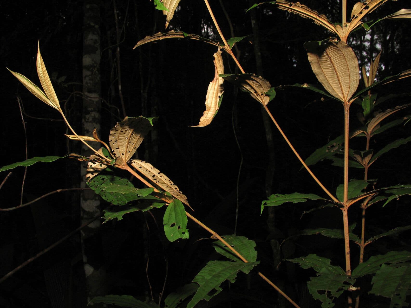 Miconia 4