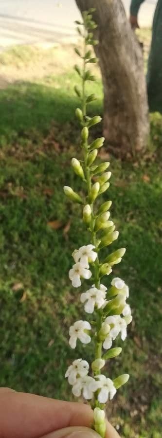 Citharexylum 7