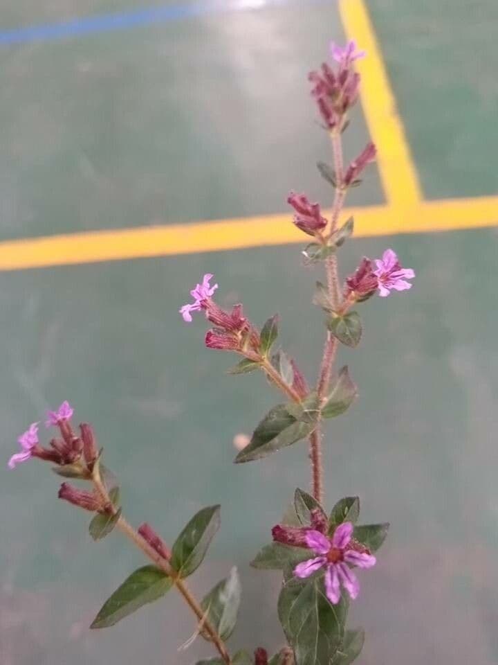 Cuphea 2