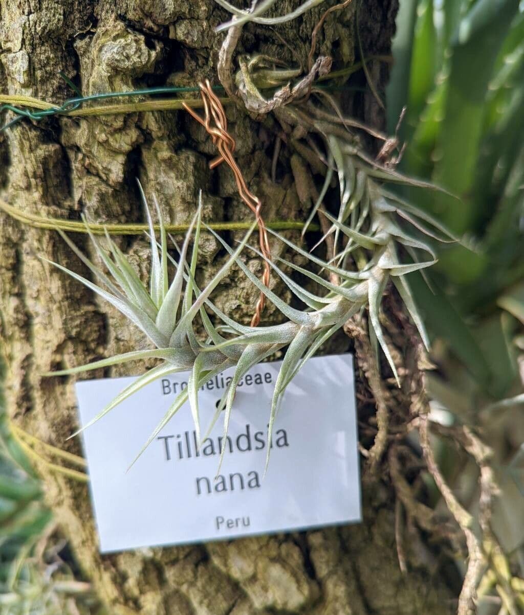 Tillandsia nana 3