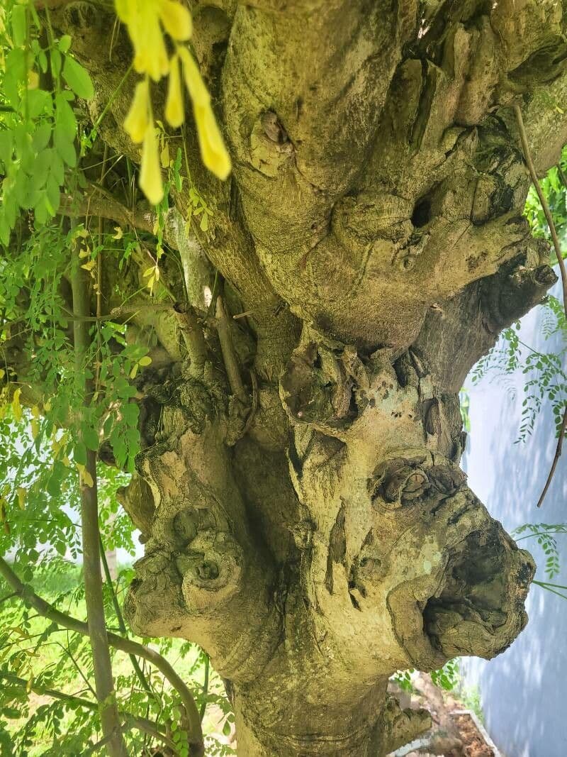 Moringa 24