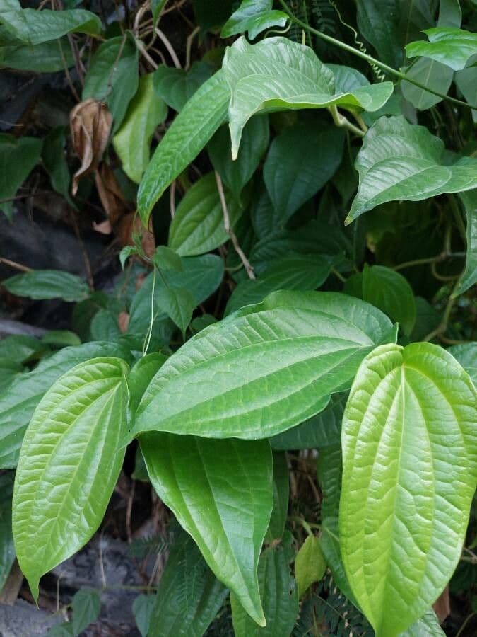 Kajep pepper 2
