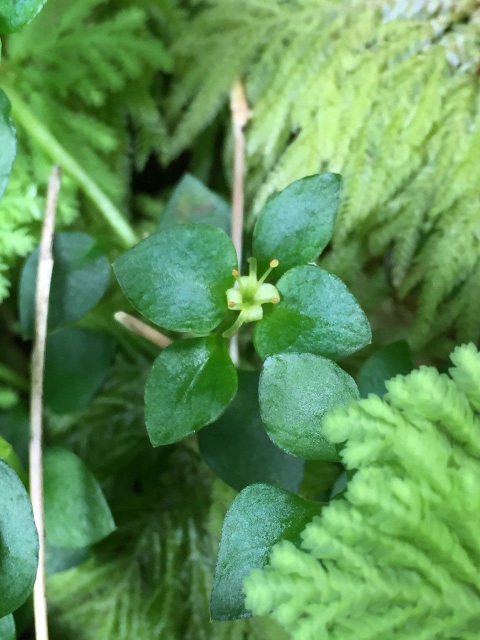 Nertera granadensis 19