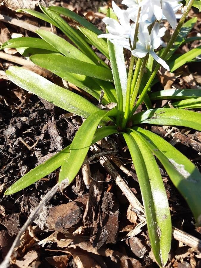Scilla 7