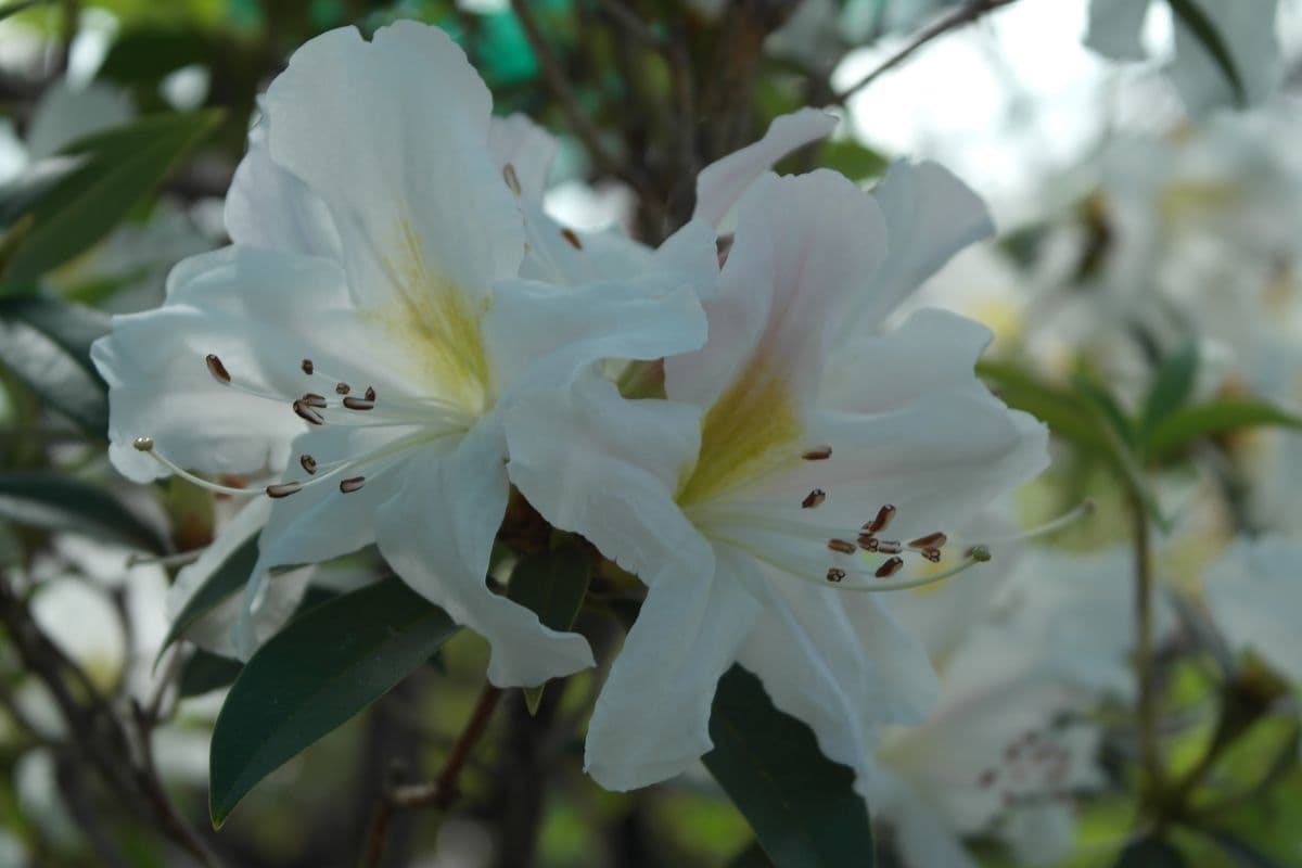 Rododendro 2