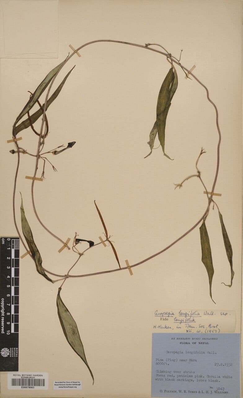 Langblättrige Leuchterblume 2