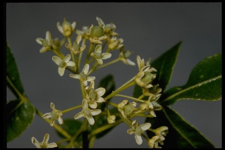 Ptelea crenulata 6
