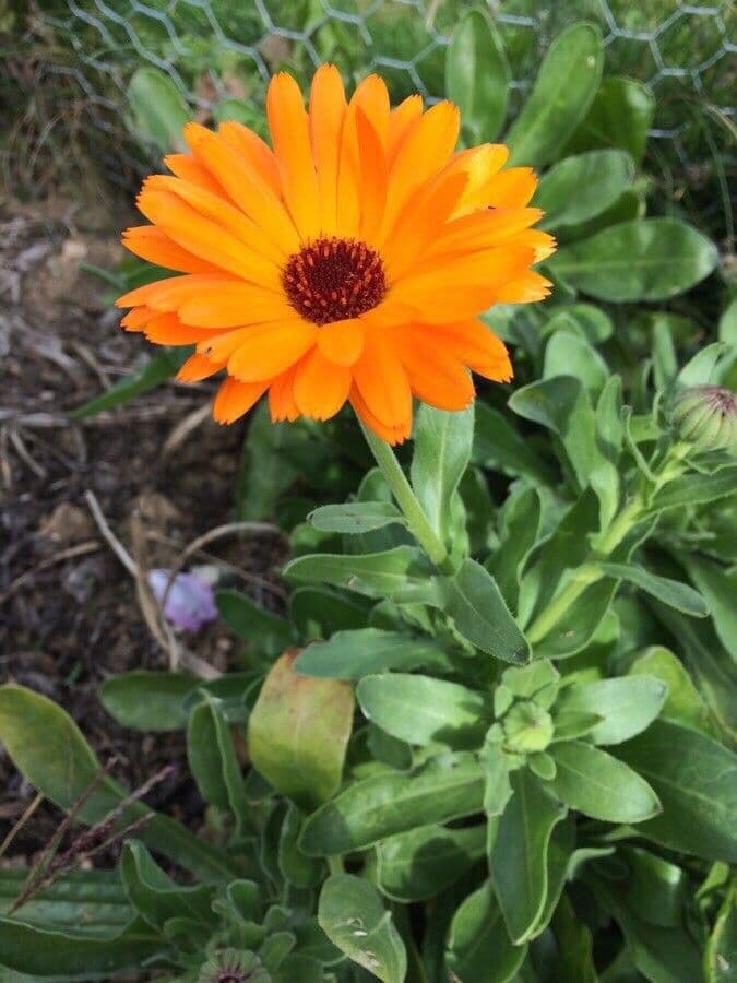 Calendula 9