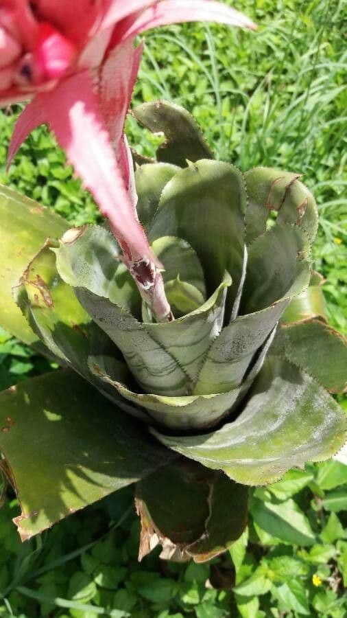 Aechmea 18