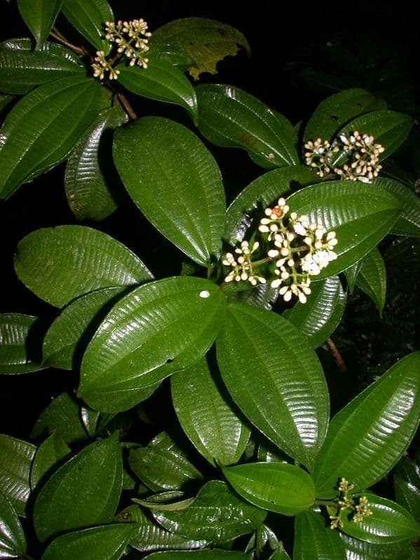 Miconia cooperi 16