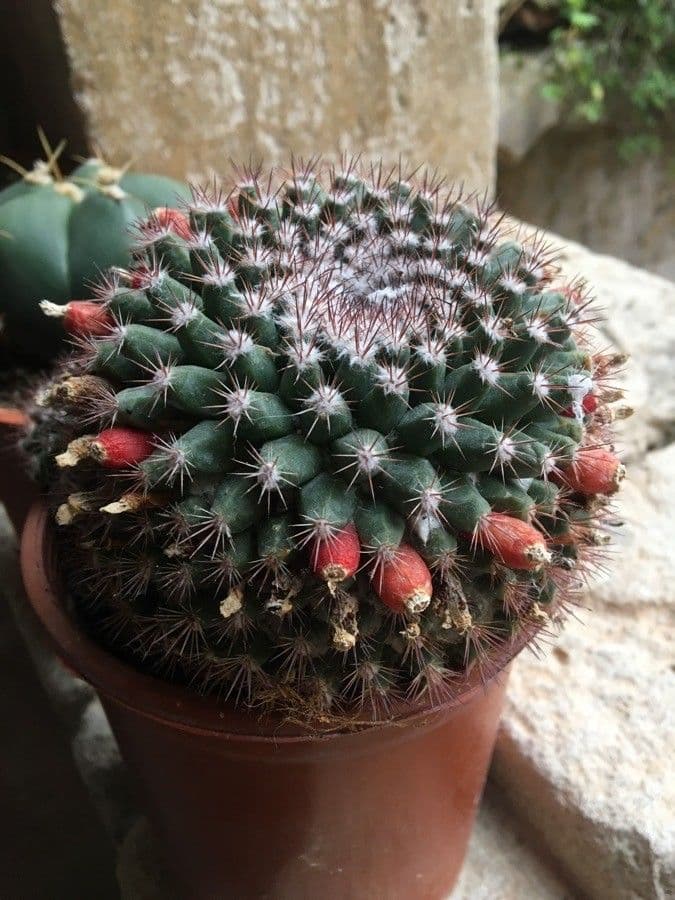 Mammillaria uncinata 13