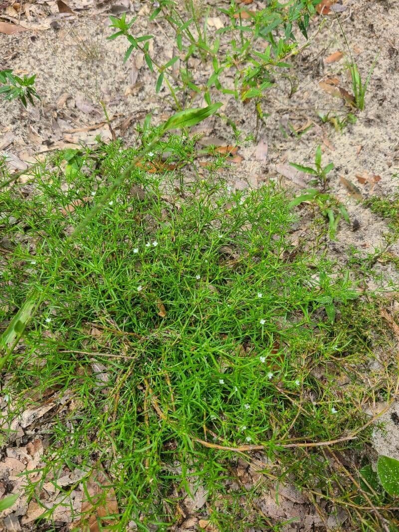 Polypremum procumbens 16
