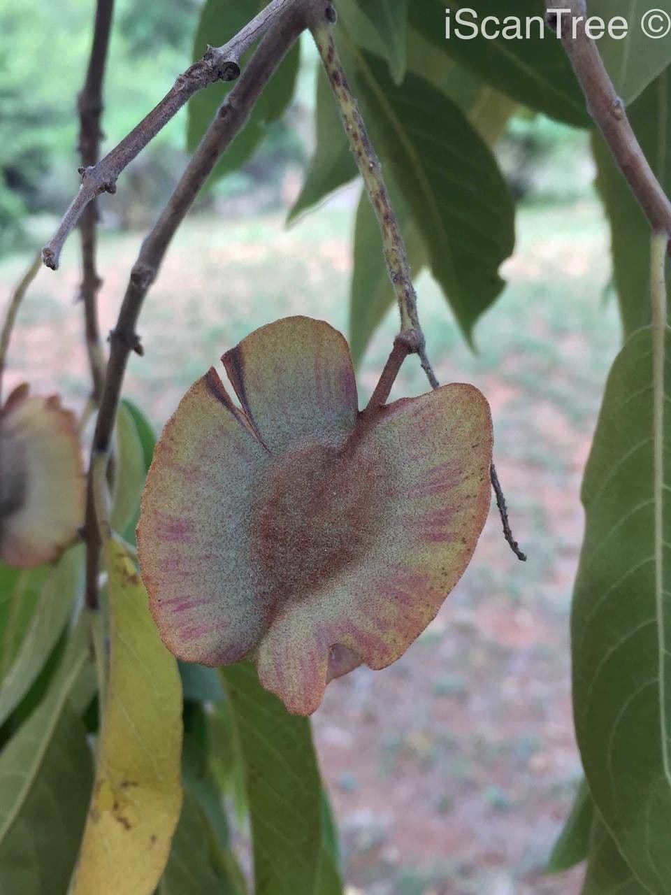 Kombretum 5