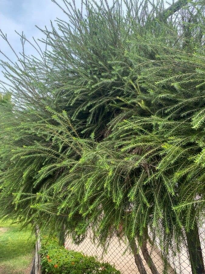 Melaleuca armillaris 12