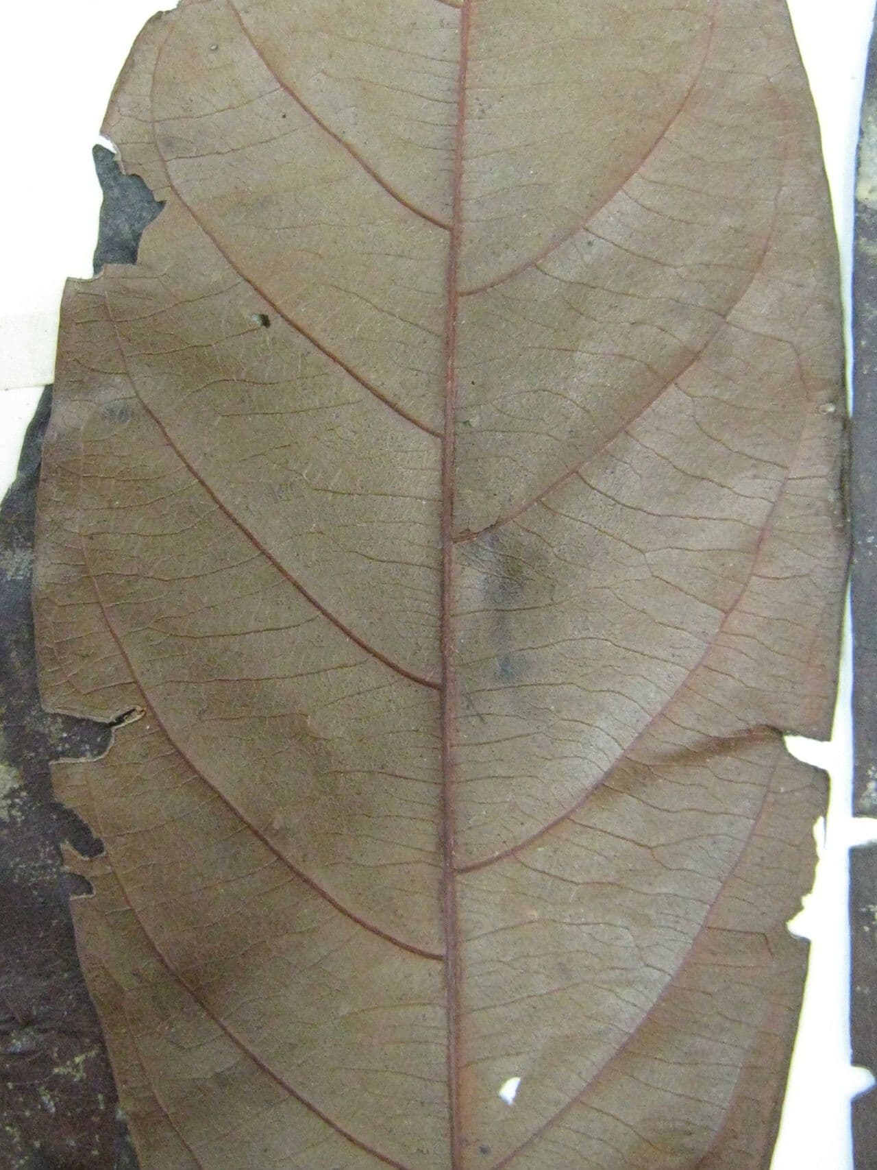 Cybianthus 3