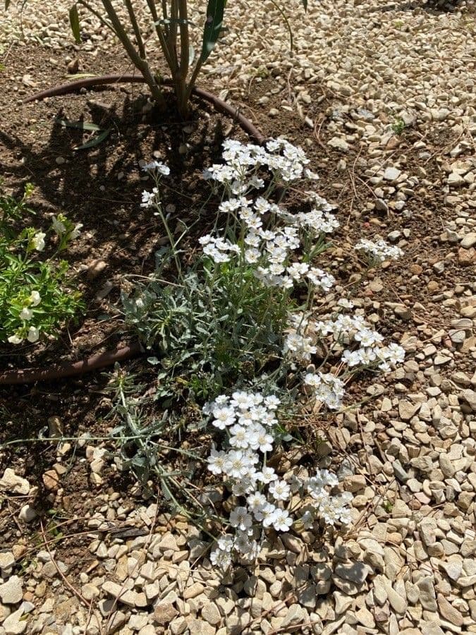 Achillea 7