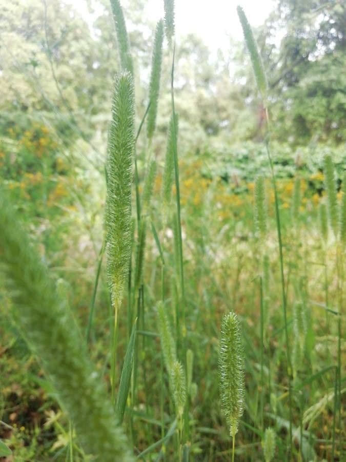 Codolina nuda 15