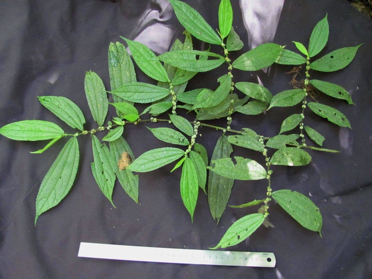 Phenax 8