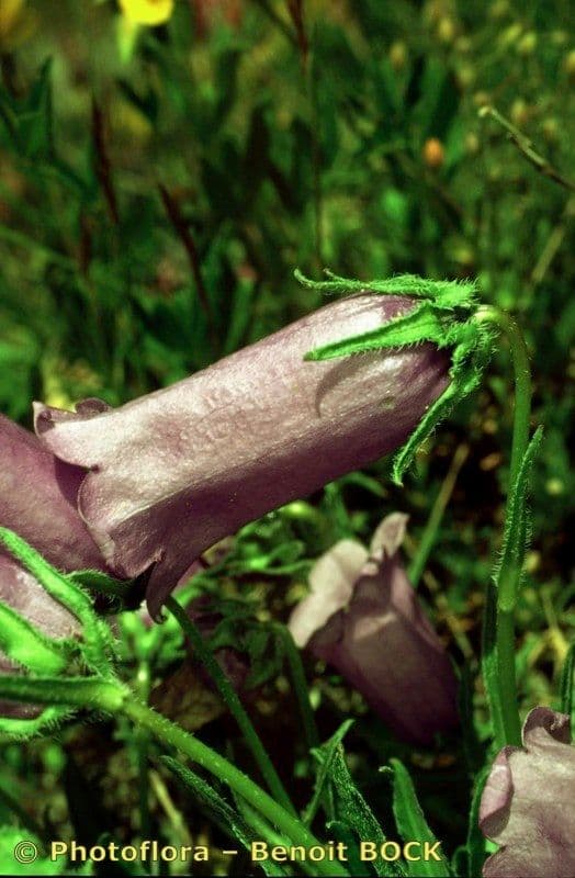 Campanula alpestre 16
