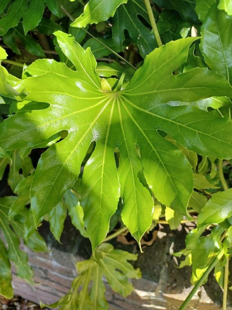 Fatsia 8