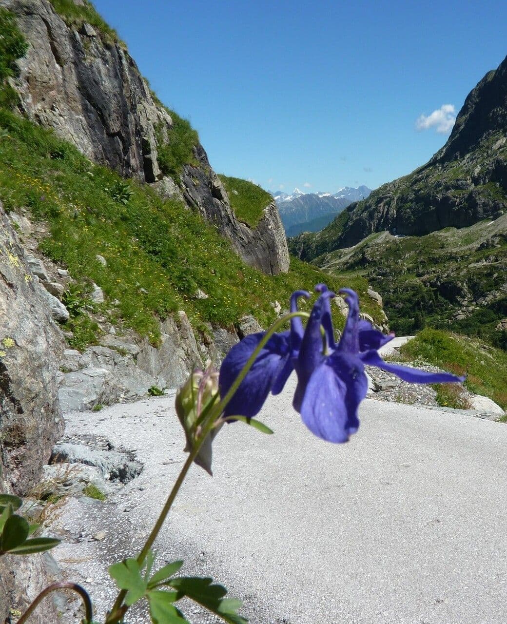 Alpine columbine 11