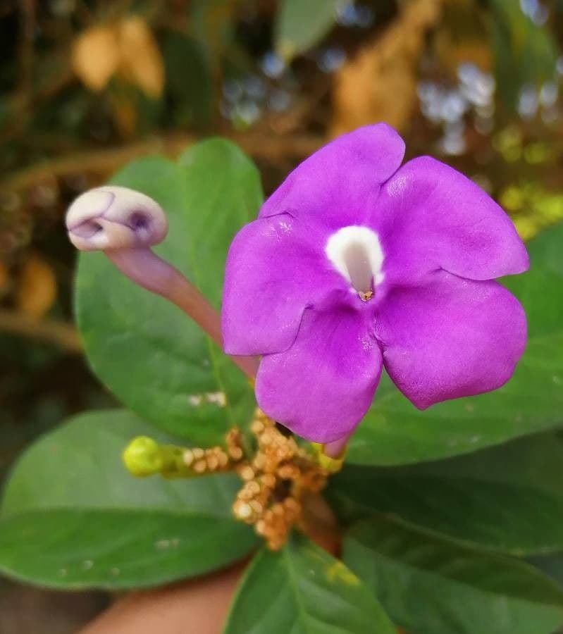 Großblütige Brunfelsie 4