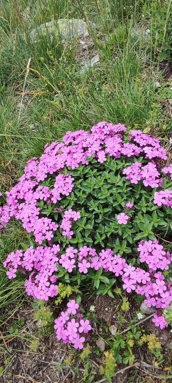Saponaria rossa 12