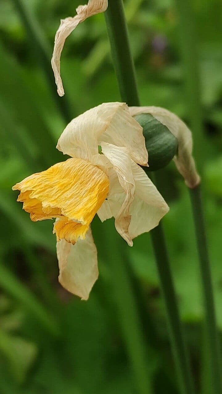 Narciso ciclamino 17