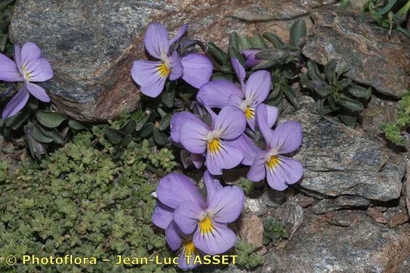 Viola 10