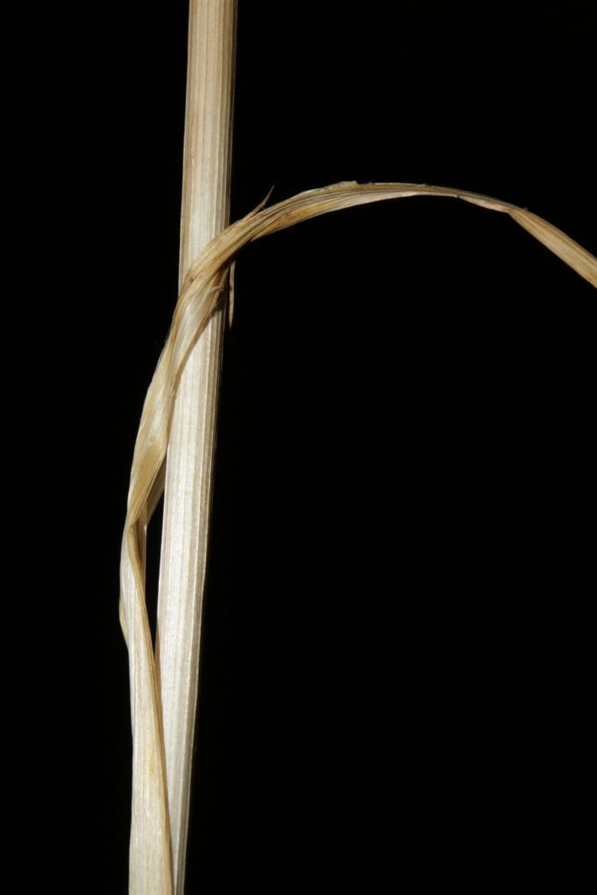 Aglio rotondo 18