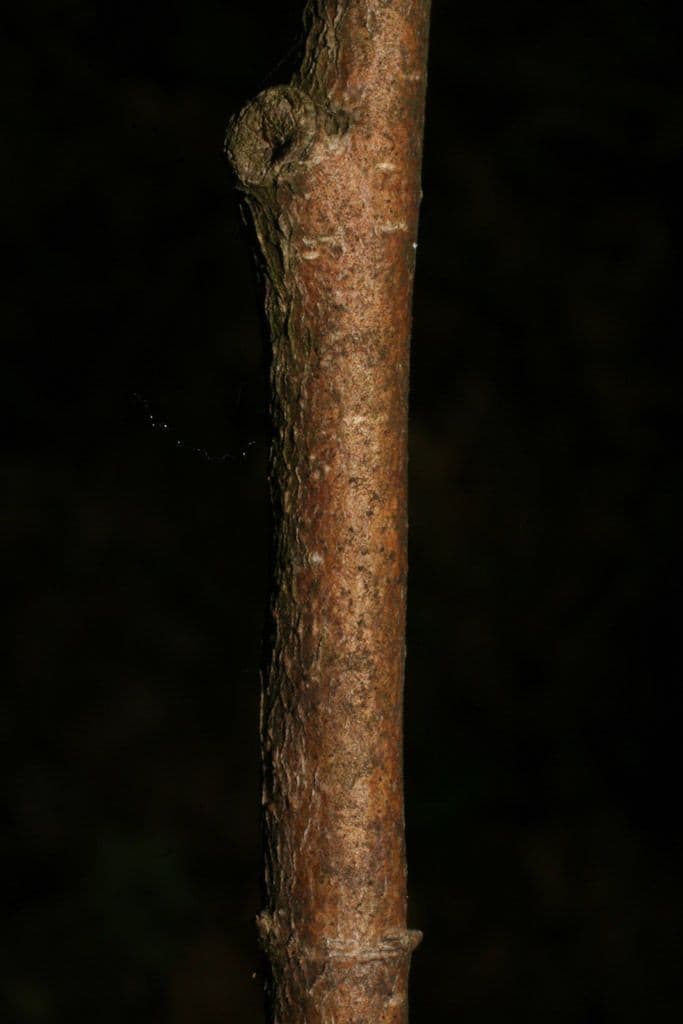 Dirca palustre 20