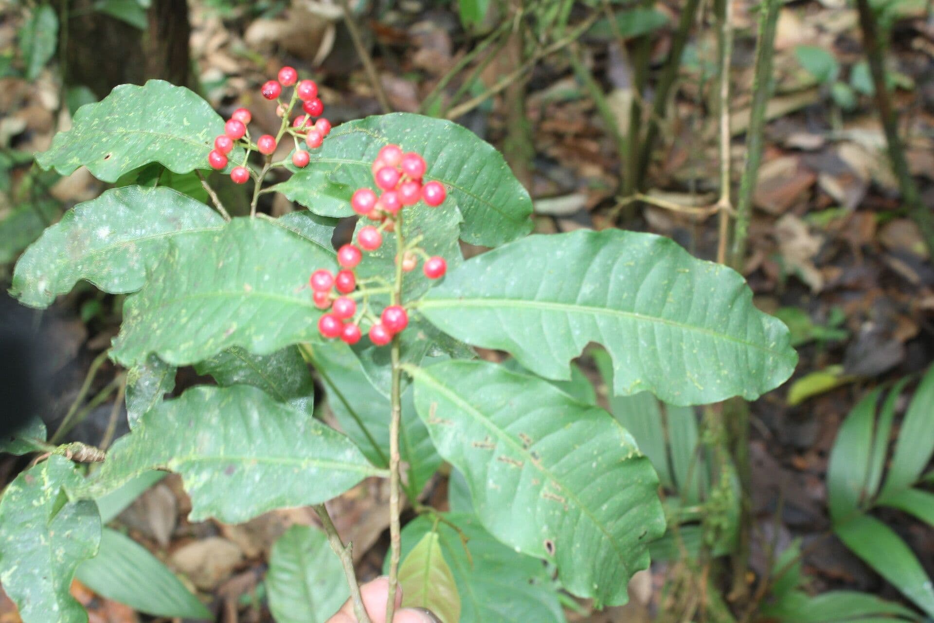 Ardisia de Guyane