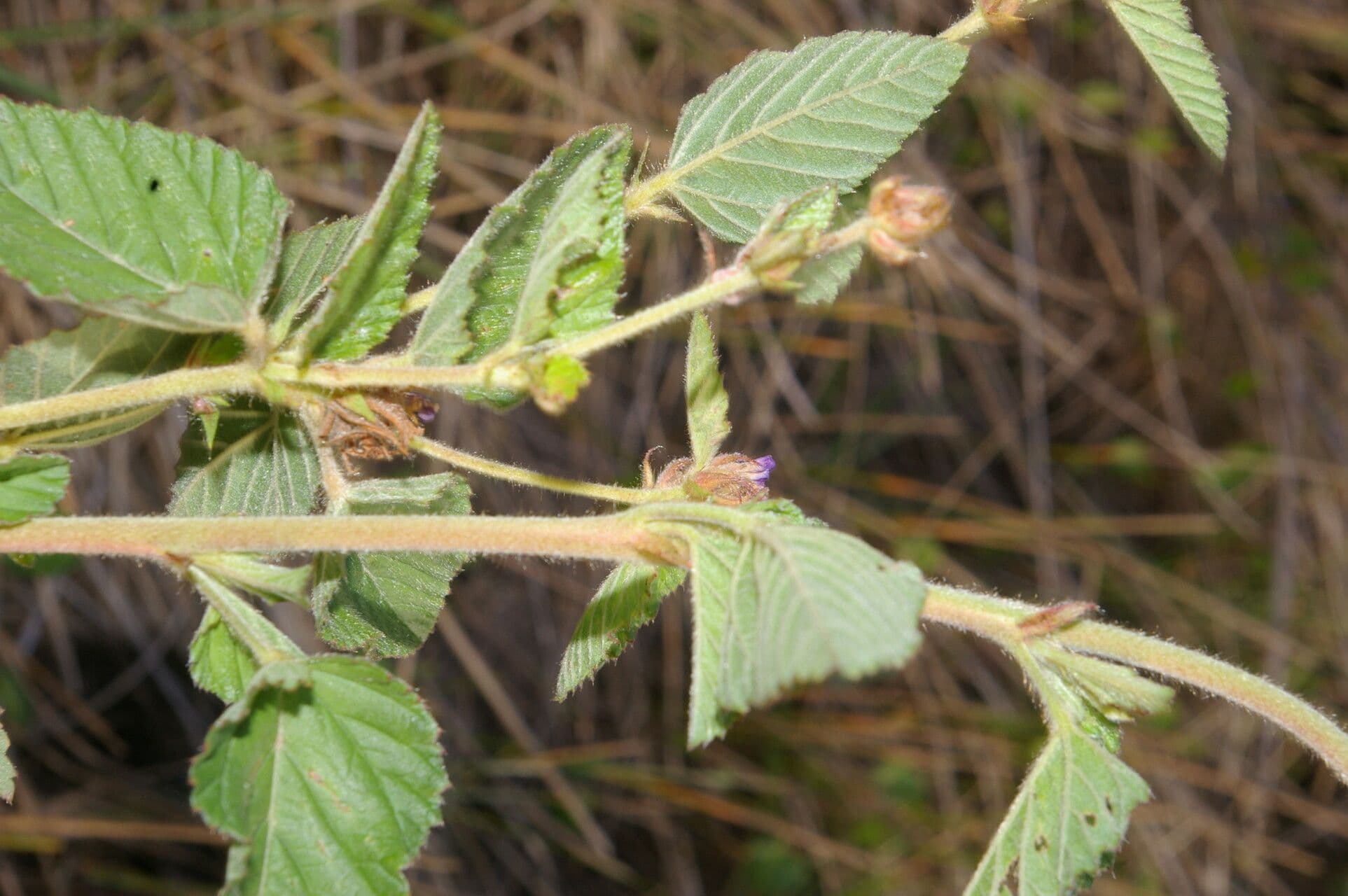 Melochia villosa 15